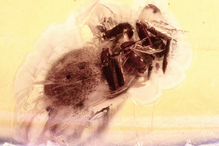 Fossil Spider (Araneae) In Baltic Amber #346637